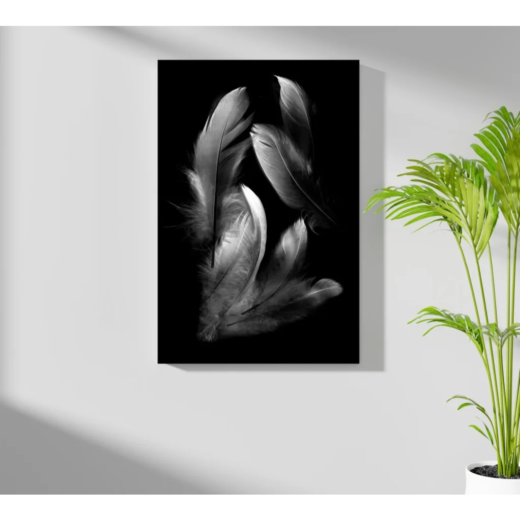 Stunning insigne aluminum prints of softly lit black-and-white feathers