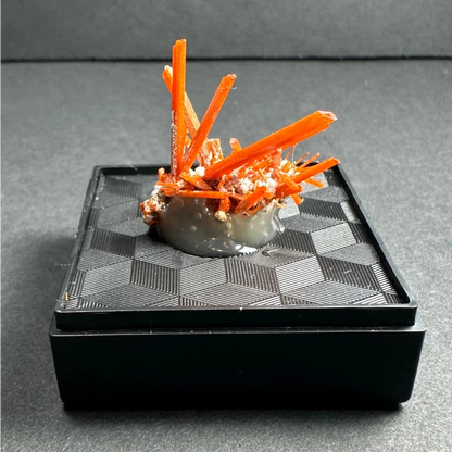 Vibrant orange Fiery Crocoite crystals from Tasmanias Adelaide Mine in gray gelatinous base on black geometric box