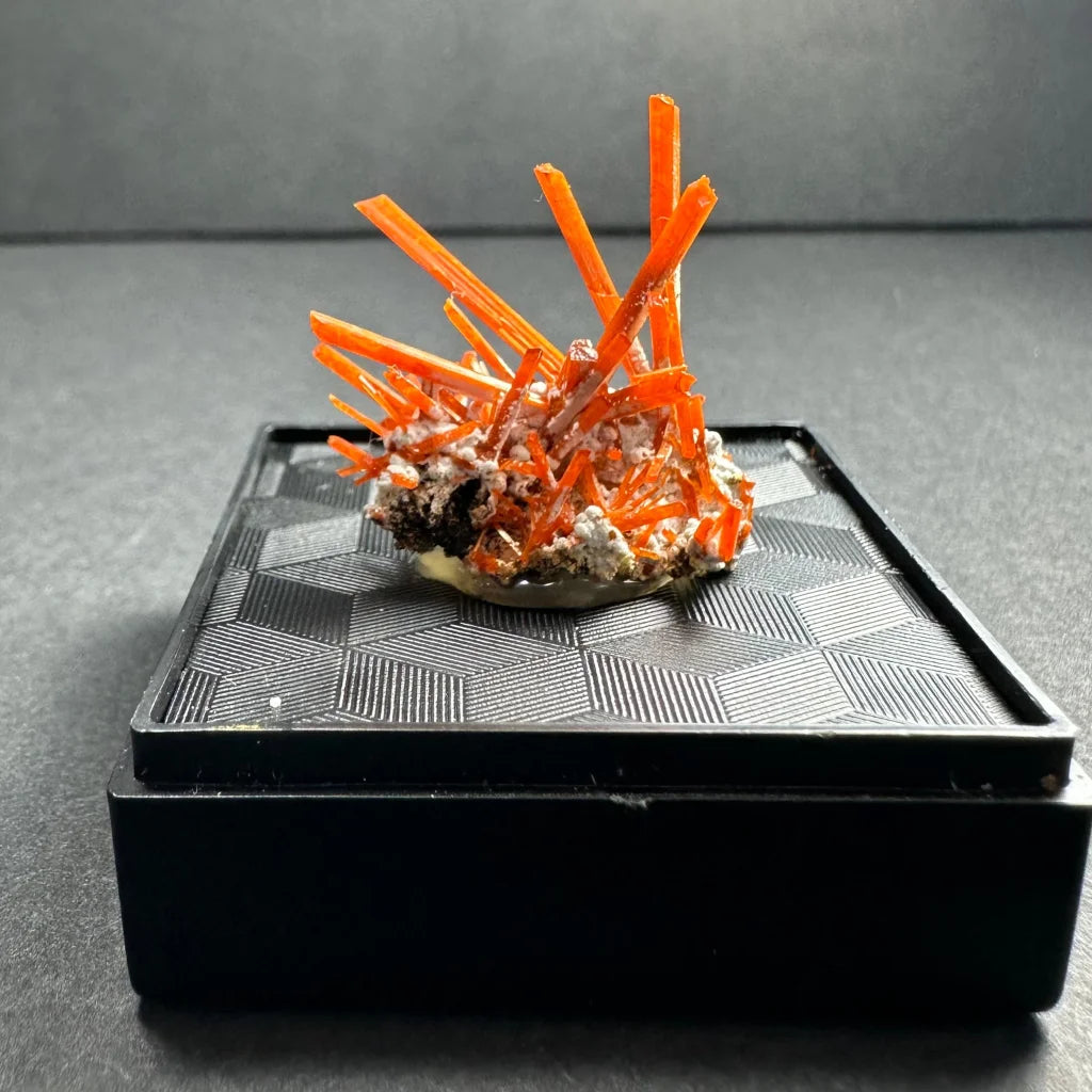 Vibrant orange fiery crocoite crystal cluster from Tasmania’s Adelaide Mine on dark base