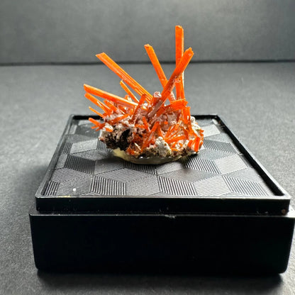 Vibrant orange fiery crocoite crystal cluster from Tasmania’s Adelaide Mine on dark base