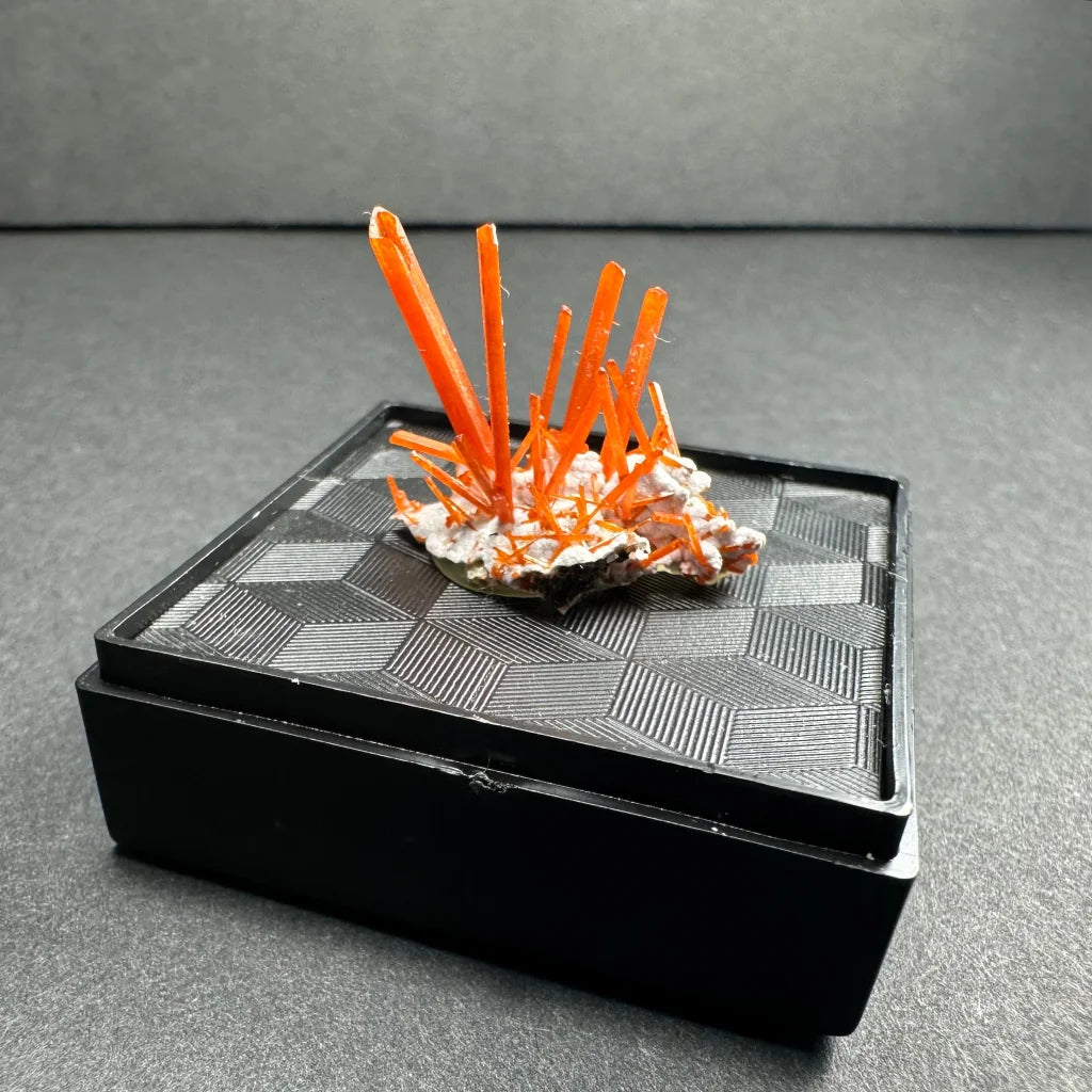 Vibrant fiery orange Crocoite crystal spikes from Tasmania in elegant box