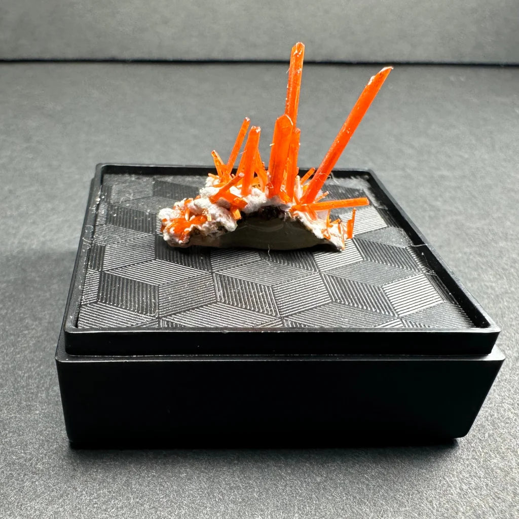 Vibrant fiery orange crocoite crystal spikes on dark gray rock from Tasmania Australia