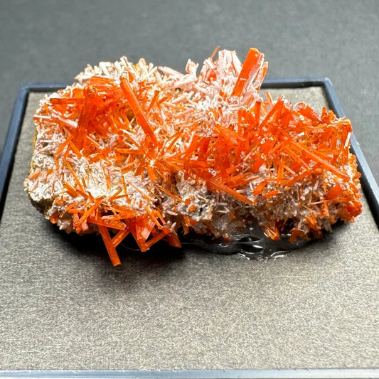 Vibrant orange crocoite crystal spikes from Tasmania in pale matrix