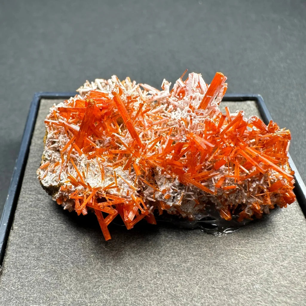 Vibrant orange crocoite crystal spikes from Tasmania in gray matrix