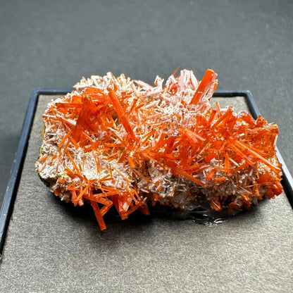 Vibrant orange crocoite crystal spikes from Tasmania in gray matrix