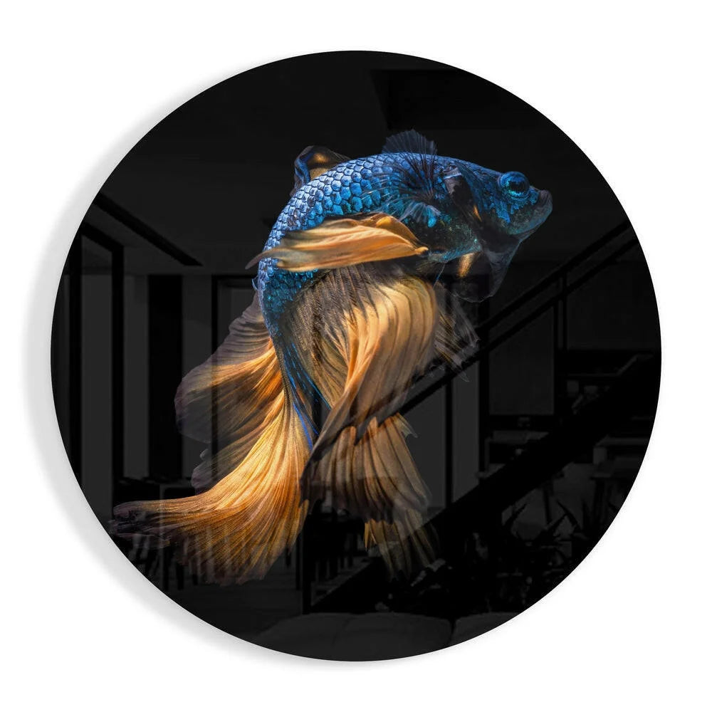 Vibrant blue gold betta fish tempered glass art in dynamic pose