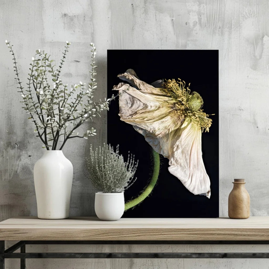 Stunning dried poppy insigne aluminum print with pale flower on black background