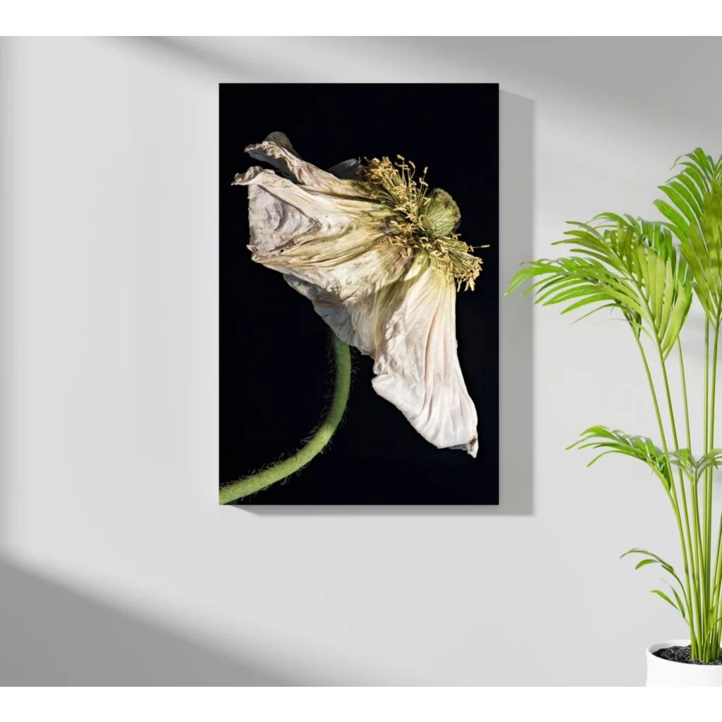 Withered white poppy on black in stunning insigne aluminum prints