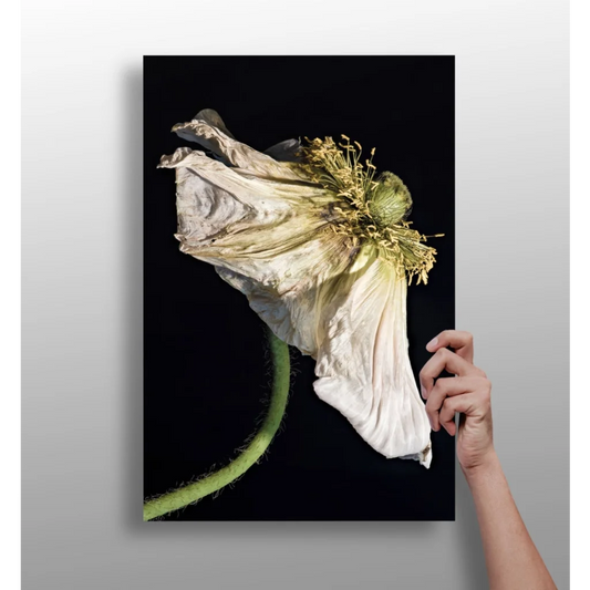Withered white poppy on insigne aluminum print, black background