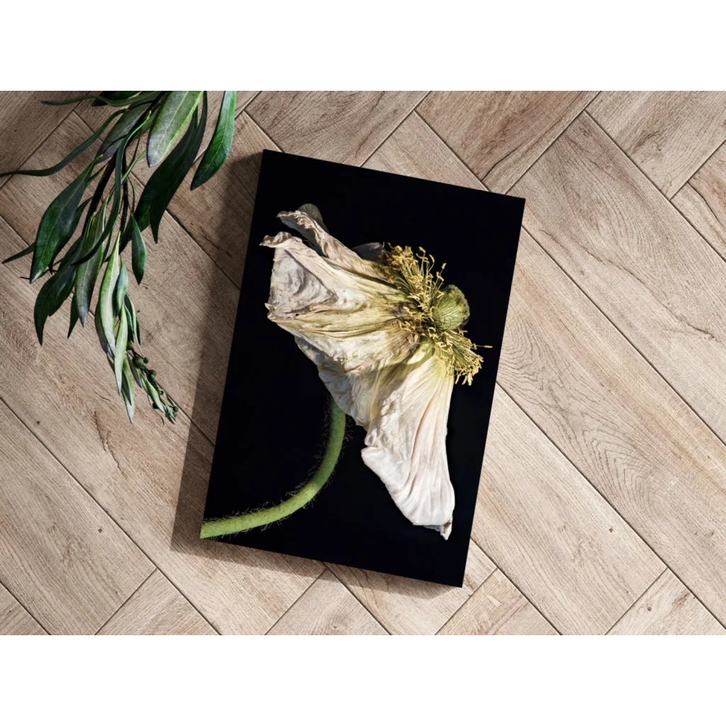 Dried white poppy on black-framed insigne aluminum print
