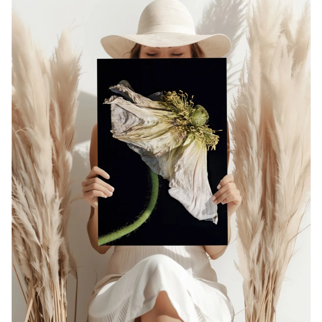 Dried white poppy on insigne aluminum print against black background
