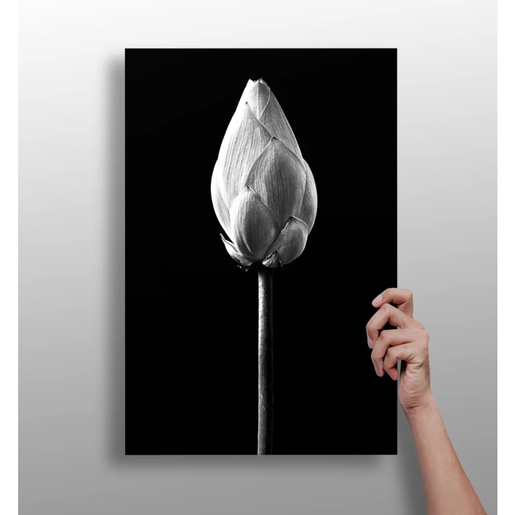 Lotus Bud Insigne Aluminum Prints for Modern Walls | Insigneart USA | vintageantiquesgifts.com