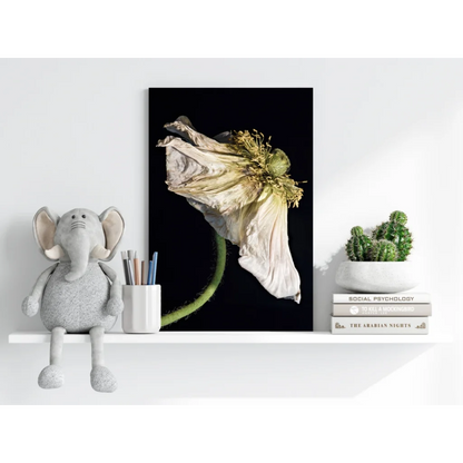 Striking wilted pale yellow poppy on insigne aluminum print