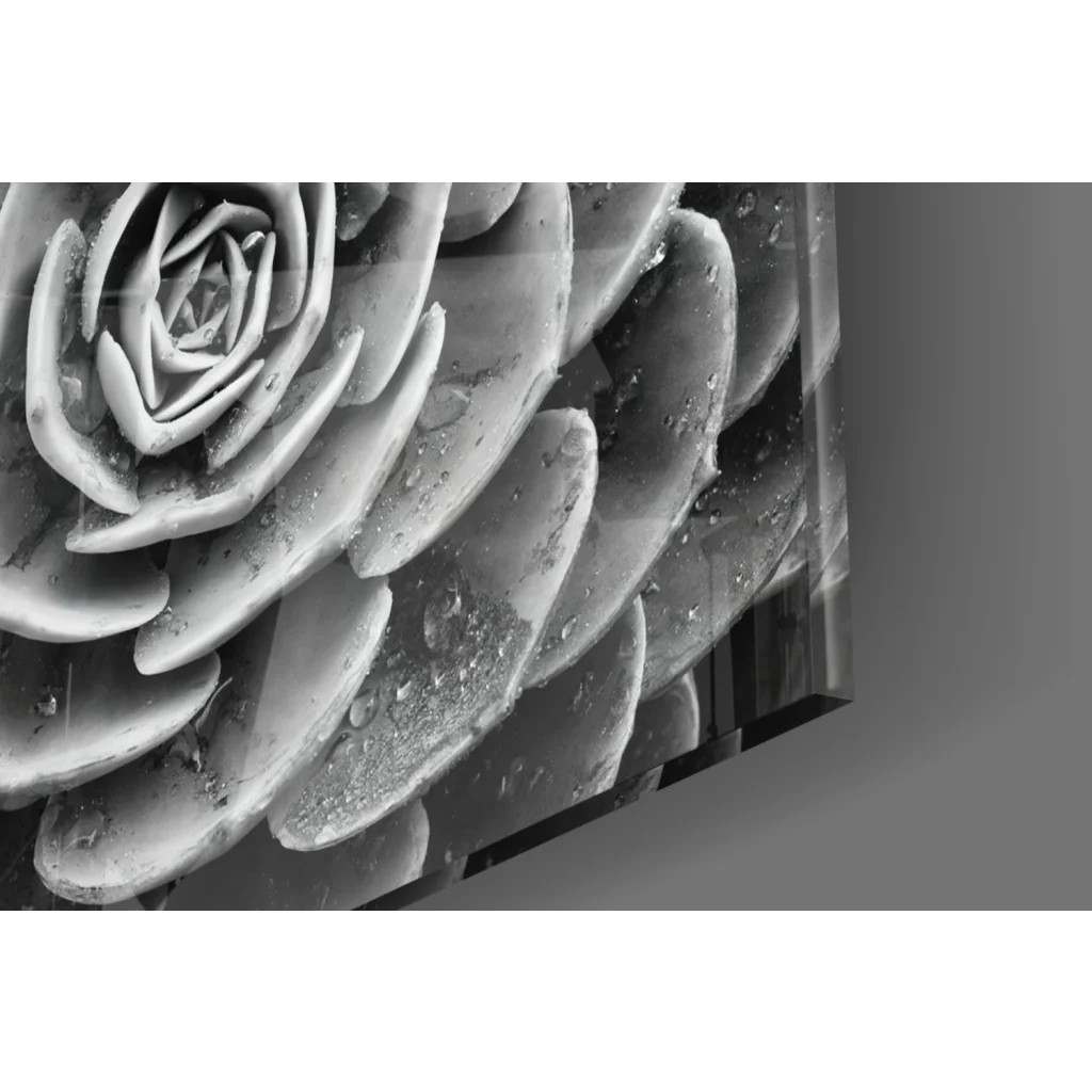 Black and white succulent wall art canvas with water droplets