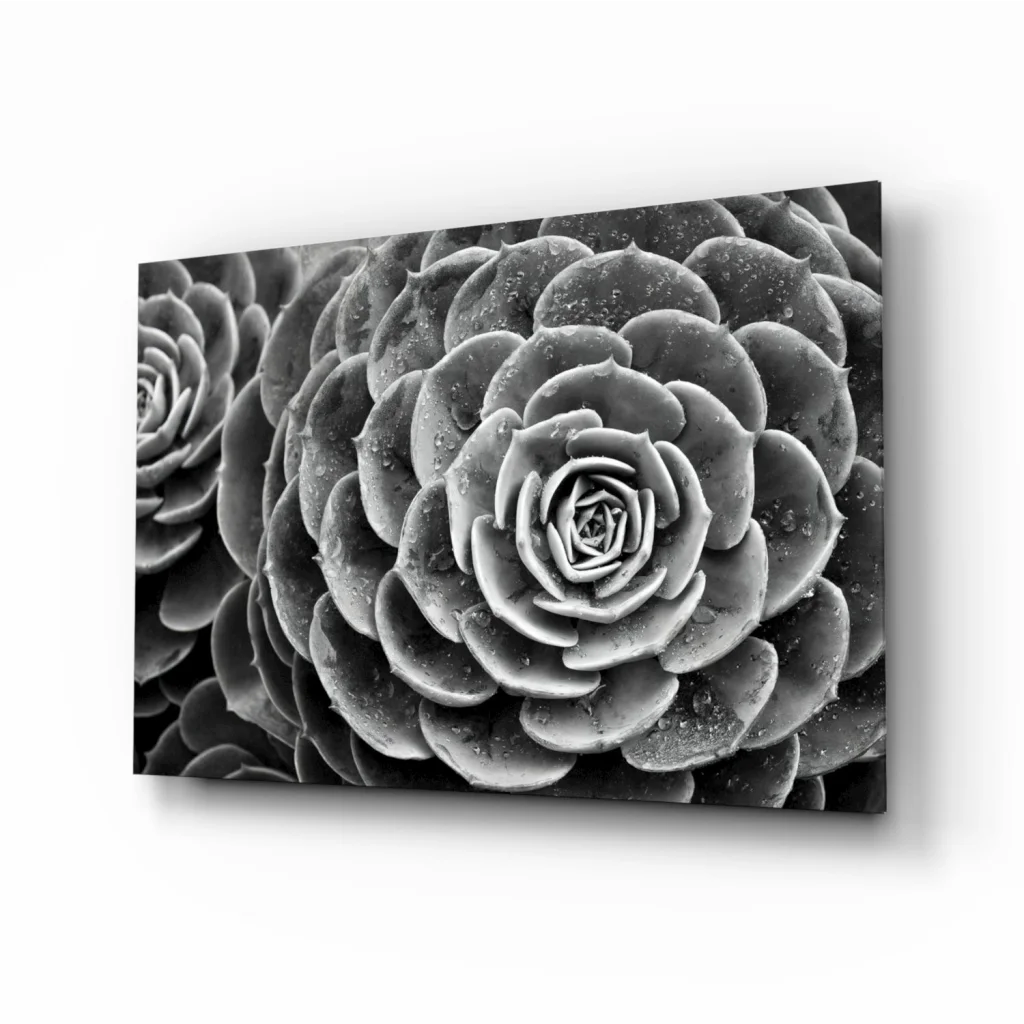 Black-and-white canvas wall art of spiral succulent rosettes with dew