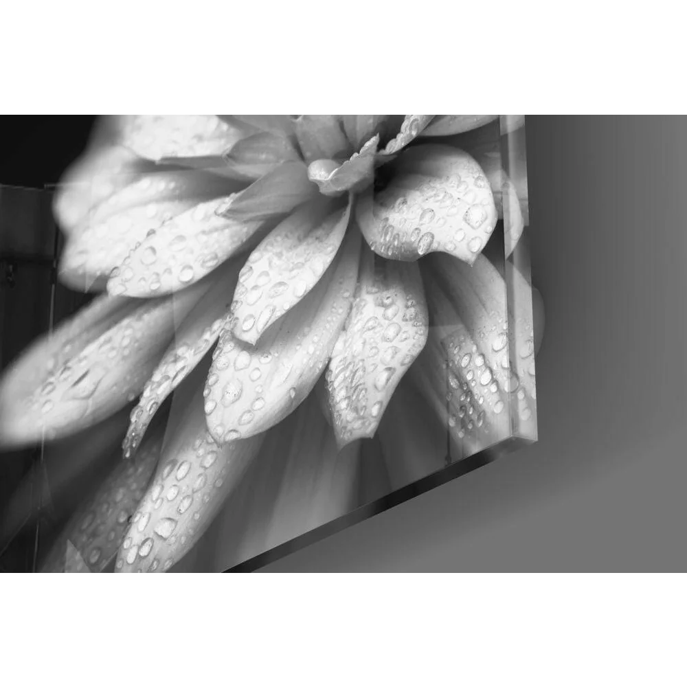 Black-and-white dewdrop dahlia glass wall art print