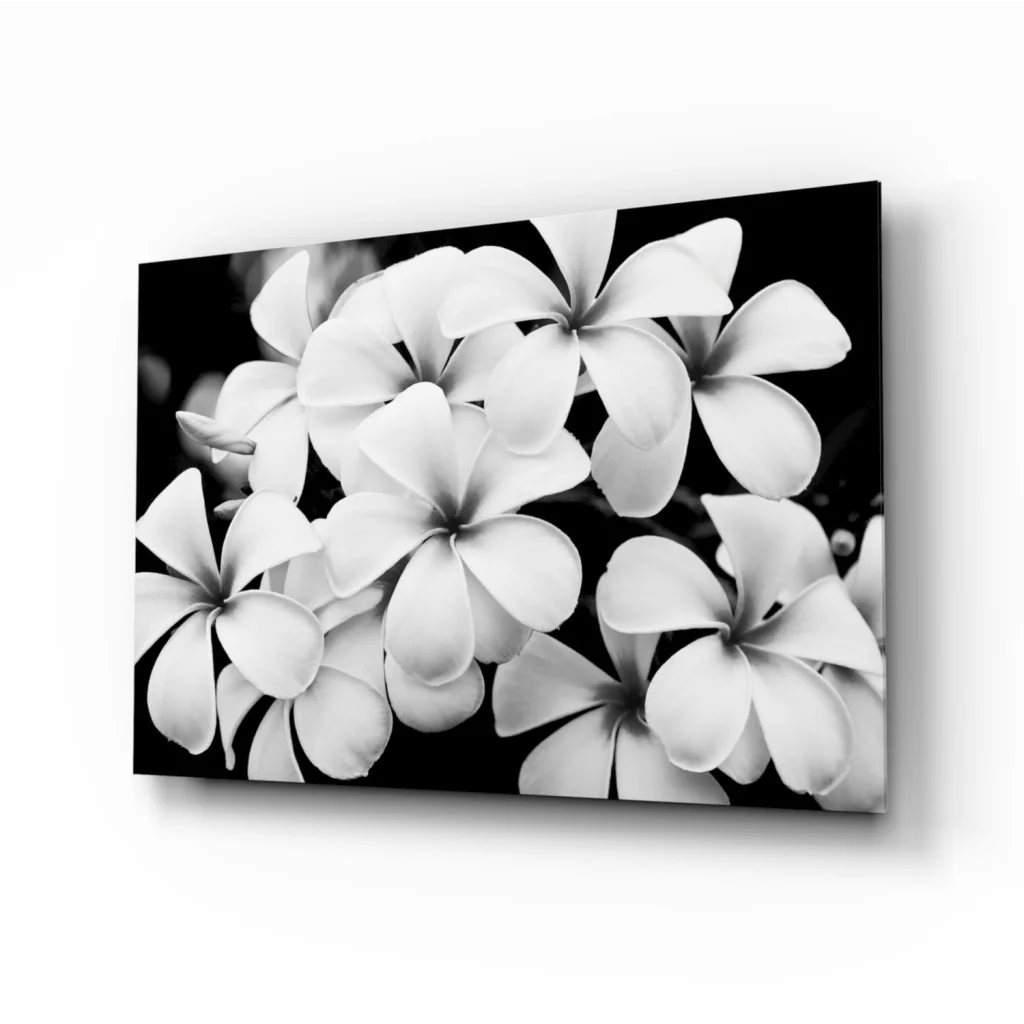 Black and white plumeria blooms canvas wall art print