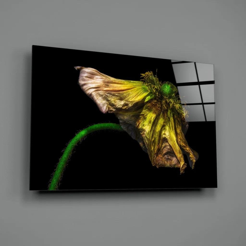 Stunning wilted yellow poppy canvas wall art on black frame