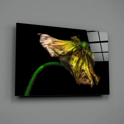 Stunning wilted yellow poppy canvas wall art on black frame