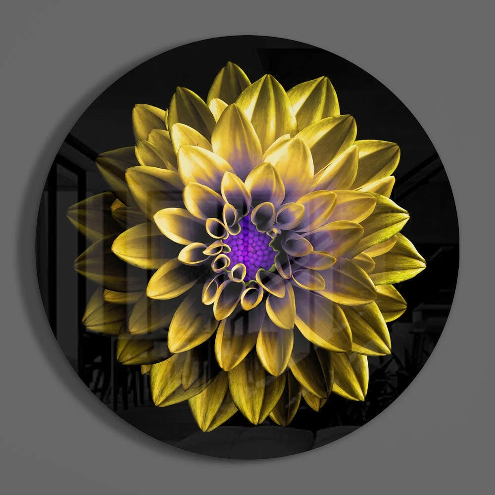 Vibrant golden-yellow dahlia tempered glass art with purple center on black background