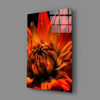 Vibrant orange red dahlia glass wall art print on reflective panel