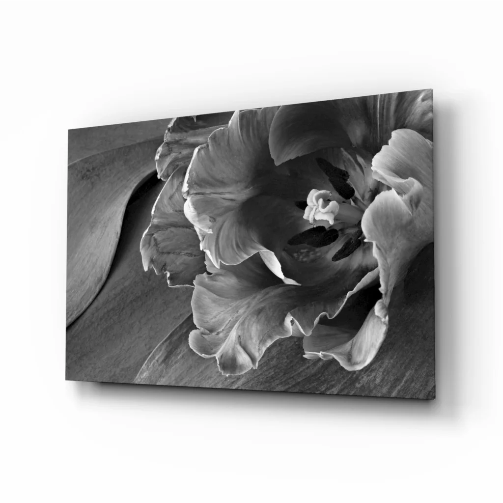 Close-up black-and-white tulip glass wall art print