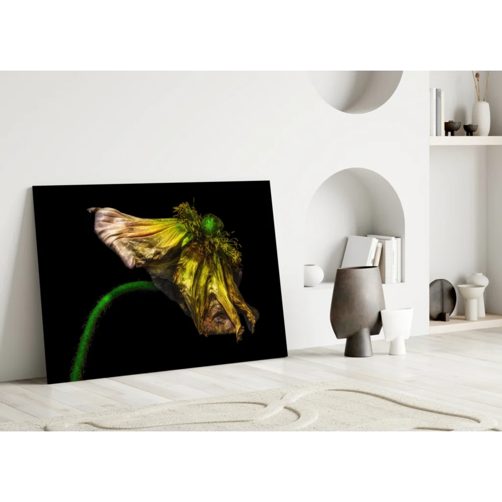Wilted yellow poppy close-up canvas wall art on black background