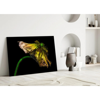 Wilted yellow poppy close-up canvas wall art on black background