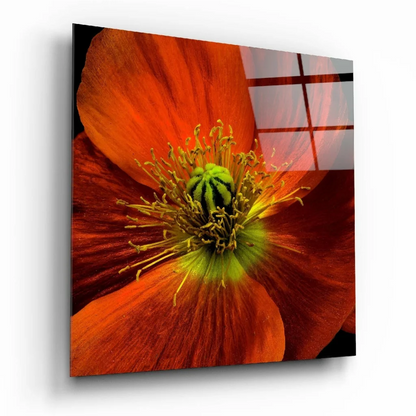 Vibrant orange poppy print on square glass wall art panel