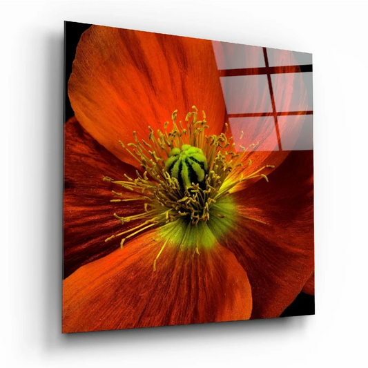 Vibrant orange poppy print on square glass wall art panel