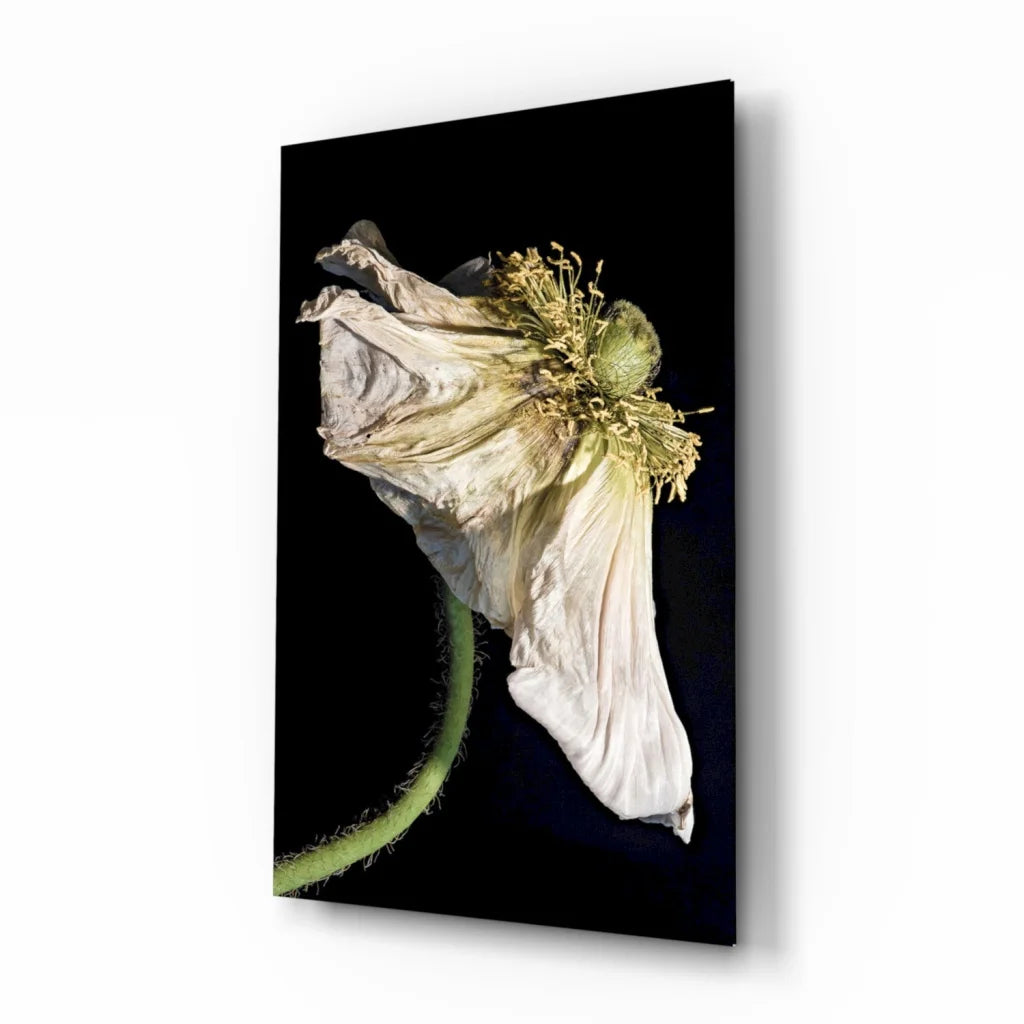 Wilted white poppy glass wall art on black canvas