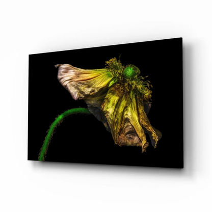 Wilted yellow poppy canvas wall art on black background