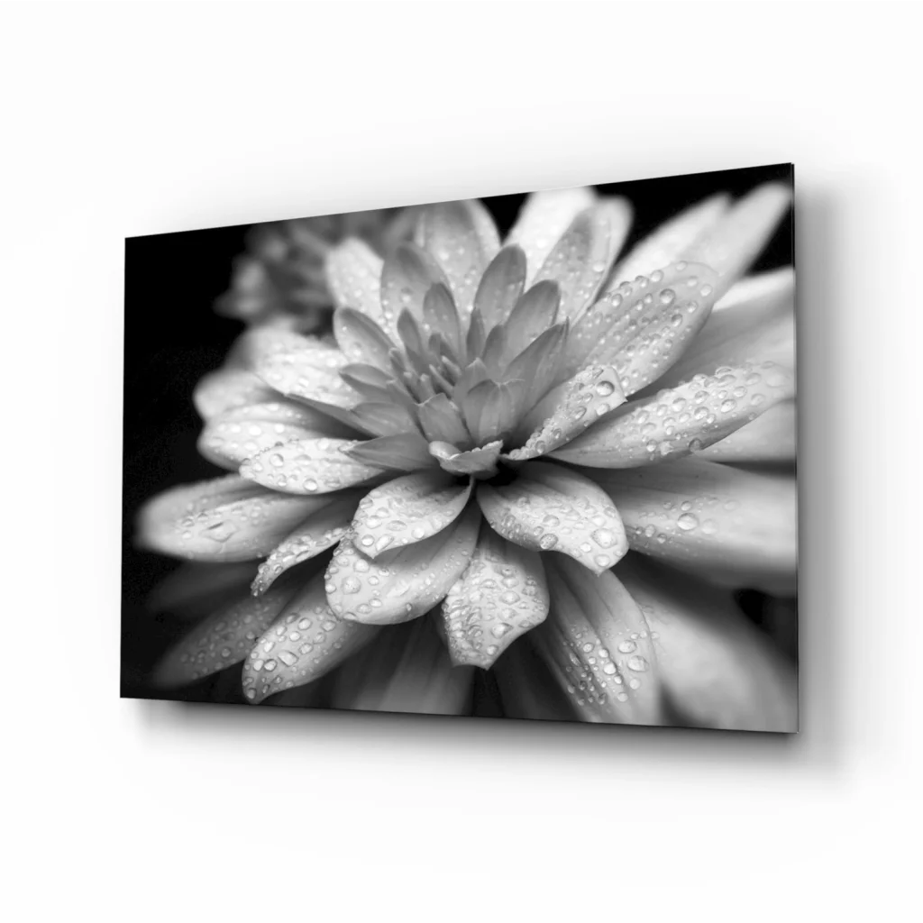 Dewy Dahlia Black and White Canvas Wall Art with Water Drops | Insigneart USA | vintageantiquesgifts.com