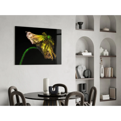 Vibrant wilted yellow poppy wall art canvas on black background