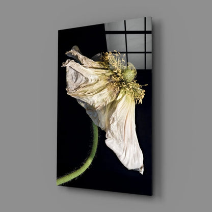 Dried white poppy on green stem in stunning black and white glass wall art