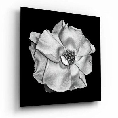 Stunning black rose glass wall art with mirror finish on square canvas