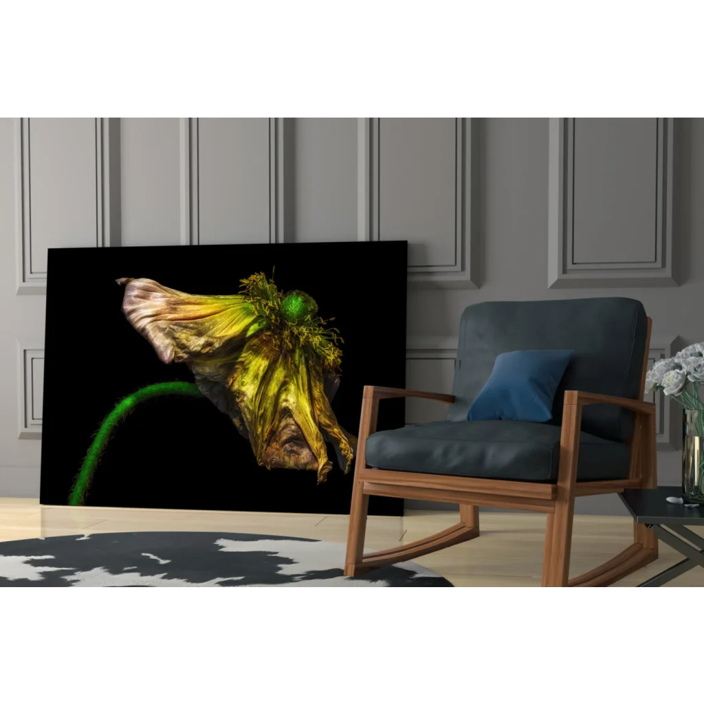 Stunning wilted yellow poppy wall art canvas print on black background