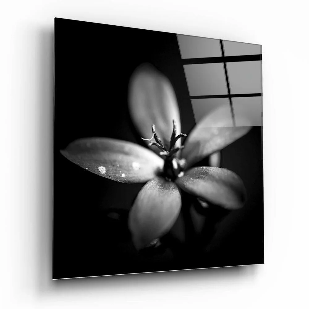Monochrome glass wall art of dewy flower close-up