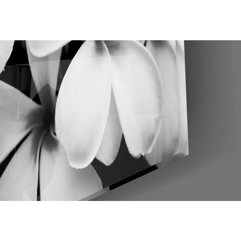 Black and white plumeria blooms canvas wall art print