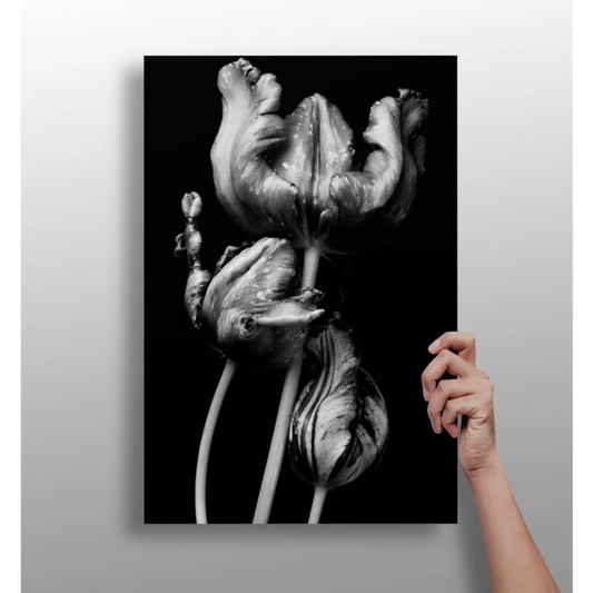Stunning Tulip Insigne Aluminum Prints in Minimalist Black and White | Insigneart USA | vintageantiquesgifts.com