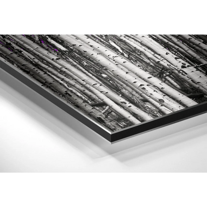 Monochrome birch trees print on brushed aluminium dibond