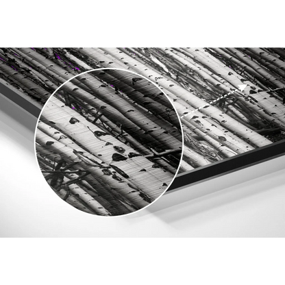 Monochrome birch tree trunks on brushed aluminium dibond print