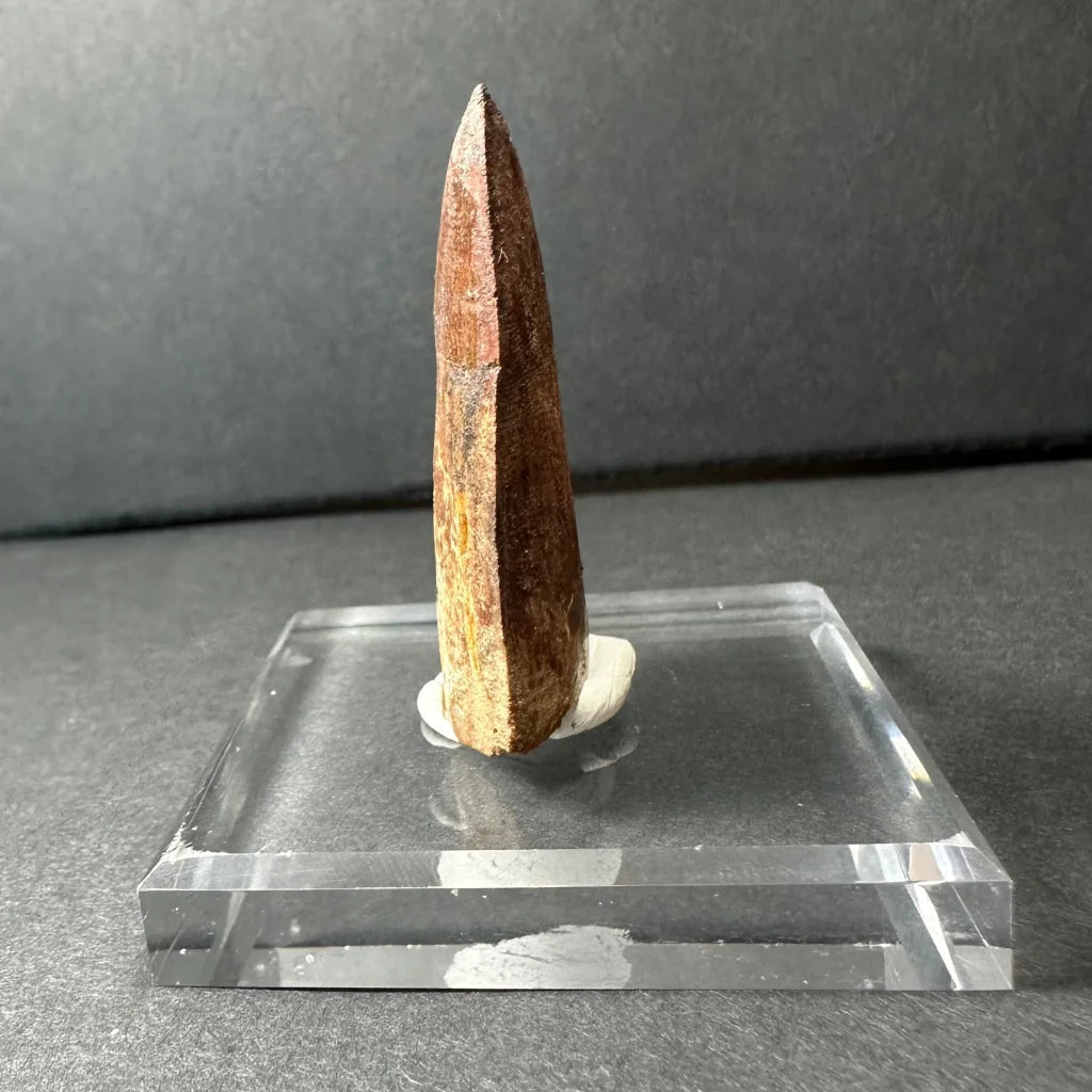 Genuine Carcharodontosaurus tooth fossil on acrylic stand