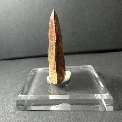 Genuine Carcharodontosaurus tooth fossil on acrylic stand