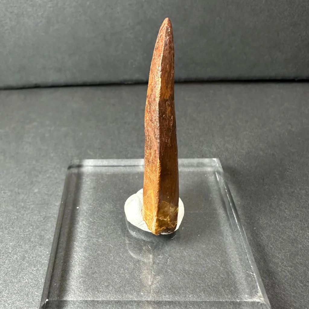 Polished amber-brown Carcharodontosaurus tooth fossil on acrylic stand