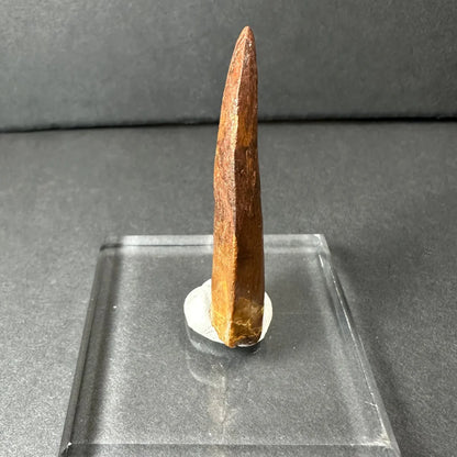 Polished amber-brown Carcharodontosaurus tooth fossil on acrylic stand