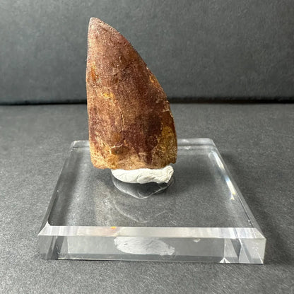 Genuine Carcharodontosaurus tooth fossil on clear acrylic stand
