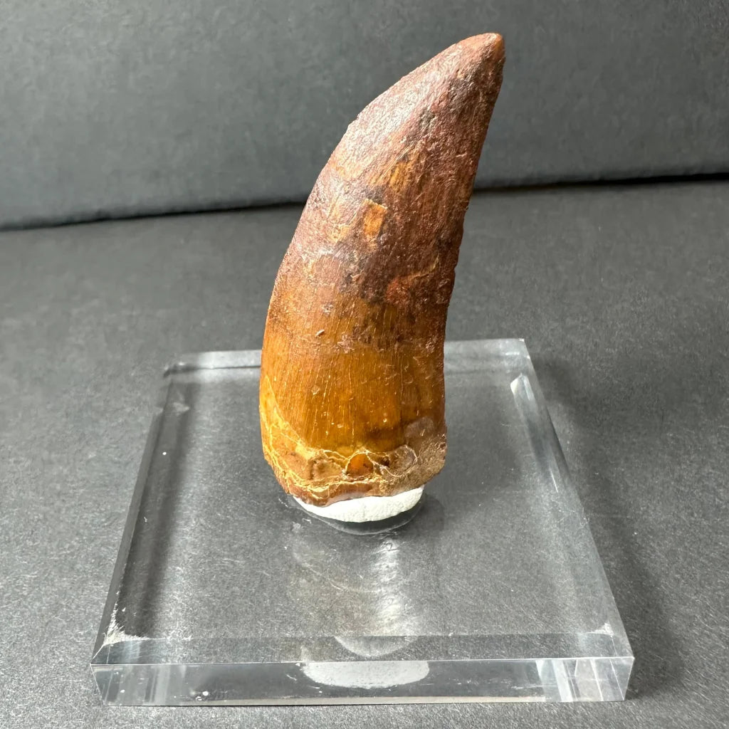Genuine Carcharodontosaurus tooth fossil on acrylic stand