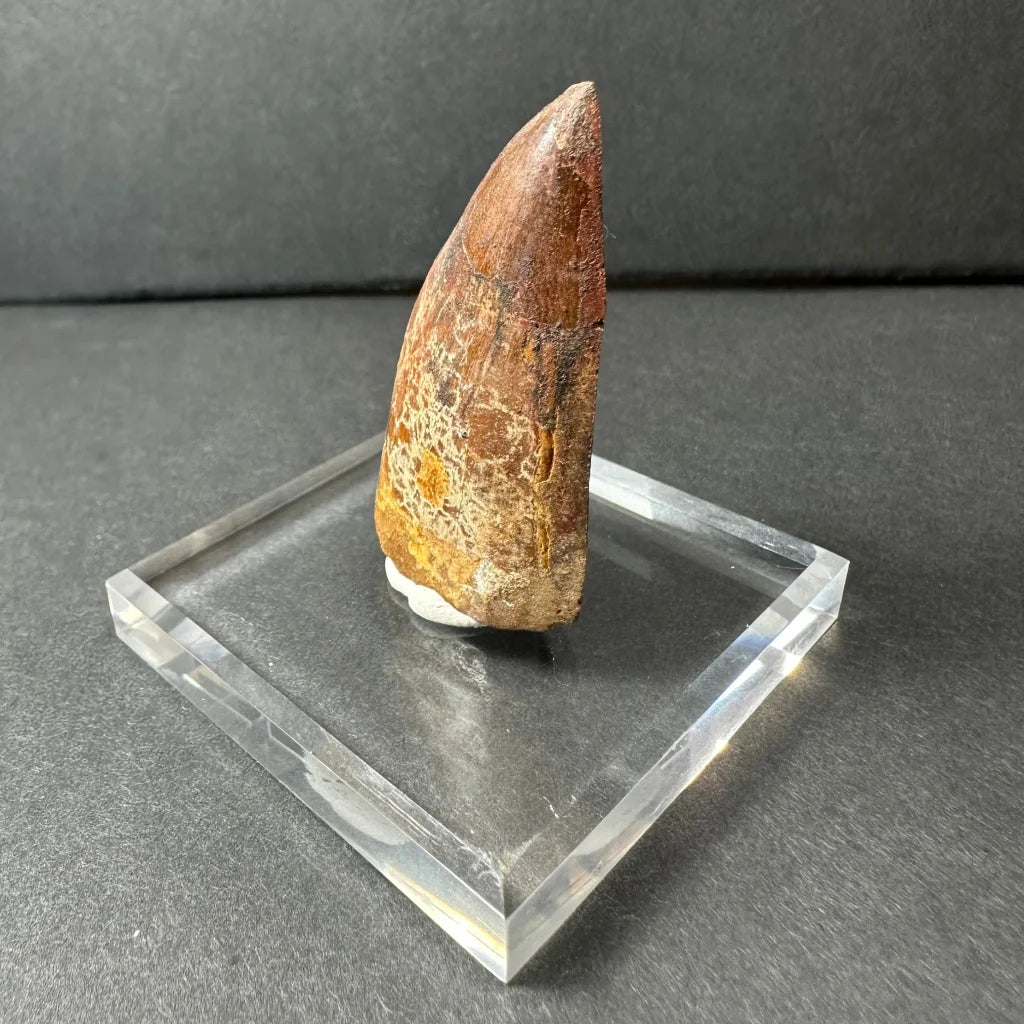 Genuine Carcharodontosaurus tooth fossil on clear stand