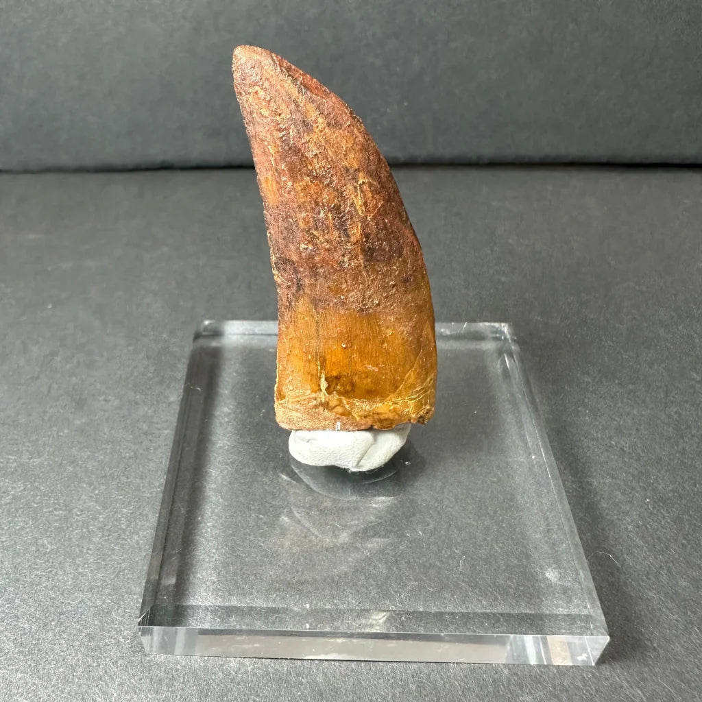 Genuine Carcharodontosaurus tooth fossil in acrylic stand